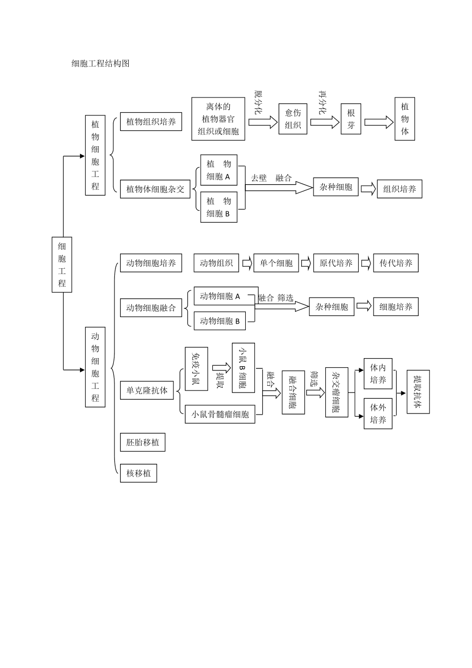 細胞工程結構圖 從分子到系統的多維解構